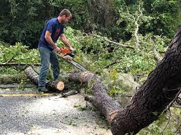 How Our Tree Care Process Works  in  Prairie Du Sac, WI